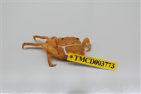 藏品(無斑斜紋蟹)的圖片